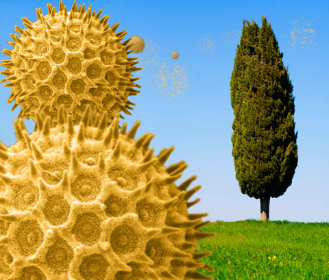 Allergies - pollen de cyprès
